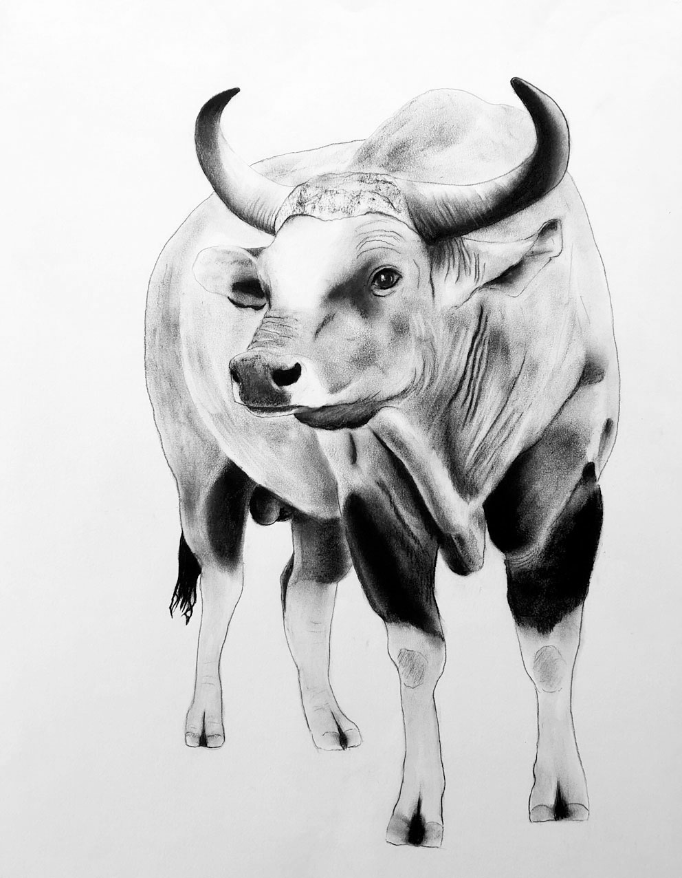 BANTENG- buffalo-banteng-bos-javanicus Thierry Bisch Contemporary painter animals painting art  nature biodiversity conservation Monaco Prince-Albert Prince-Albert-of-Monaco 