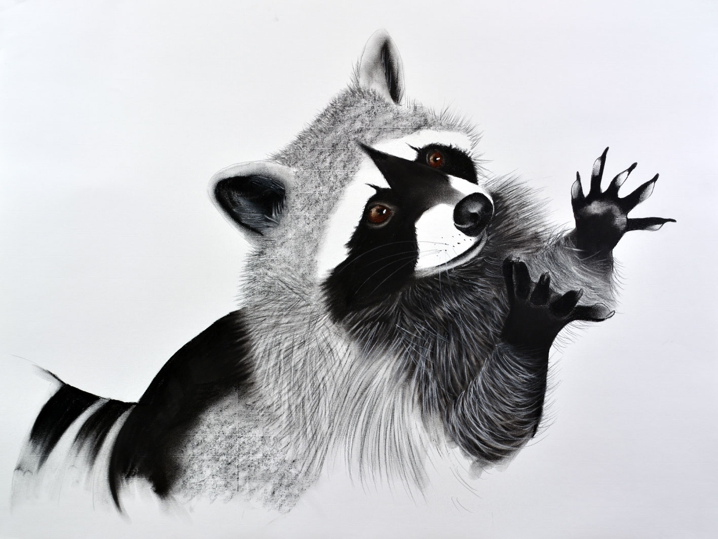 BEGGING-RACOON racoon-procyon-lotor Thierry Bisch Contemporary painter animals painting art  nature biodiversity conservation Monaco Prince-Albert Prince-Albert-of-Monaco 