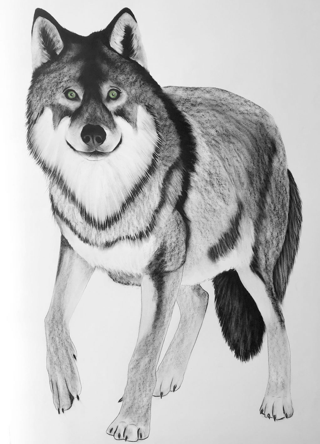 CANIS-LUPUS wolf-canis-lupus Thierry Bisch Contemporary painter animals painting art  nature biodiversity conservation Monaco Prince-Albert Prince-Albert-of-Monaco 