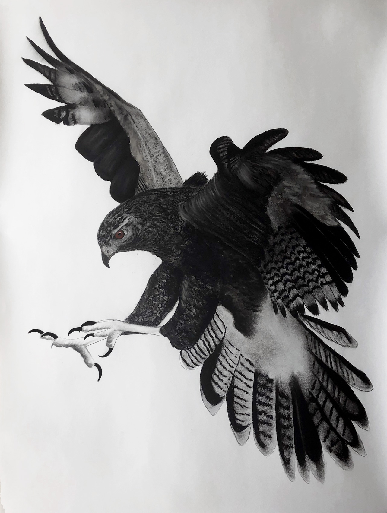 FALCO-Berigora falcon-hawk-falco-berigora Thierry Bisch Contemporary painter animals painting art  nature biodiversity conservation Monaco Prince-Albert Prince-Albert-of-Monaco 