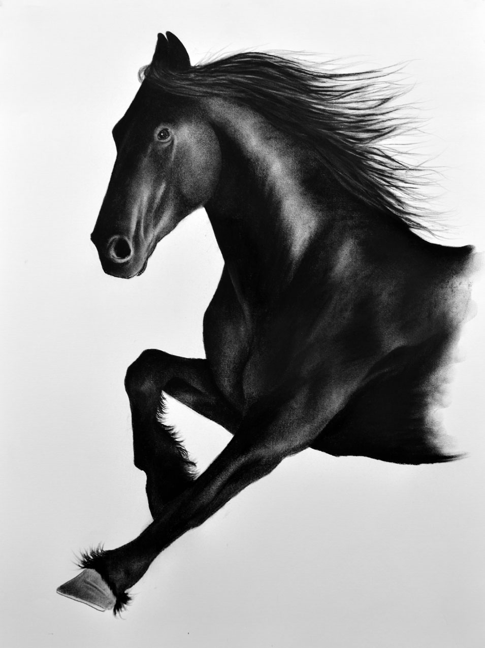 FIESIAN-HORSE horse-black-friesian Thierry Bisch Contemporary painter animals painting art  nature biodiversity conservation Monaco Prince-Albert Prince-Albert-of-Monaco 