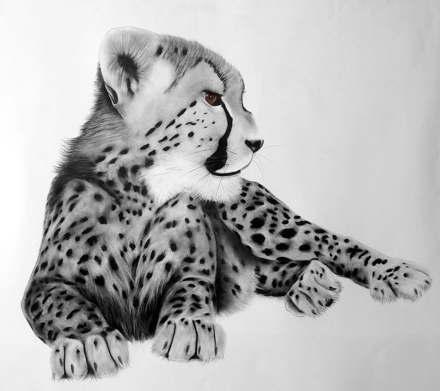 GUEPARDEAU cheetah-baby-acynonyx-jubatus Thierry Bisch Contemporary painter animals painting art  nature biodiversity conservation Monaco Prince-Albert Prince-Albert-of-Monaco 