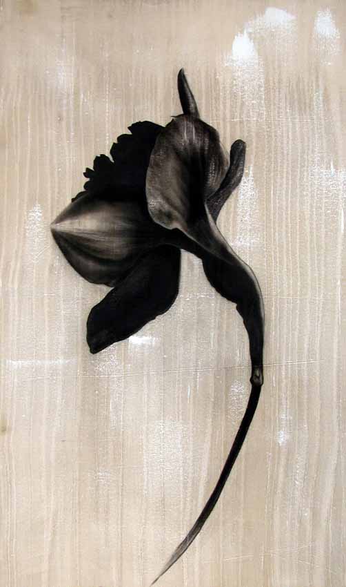 Jonquille Flower Thierry Bisch Contemporary painter animals painting art  nature biodiversity conservation Monaco Prince-Albert Prince-Albert-of-Monaco 