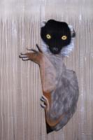 Collared Brown Lemur   Peinture animalière, art animalier, peintre tableau animal, cheval, ours, élephant, chien sur toile et décoration par Thierry Bisch 