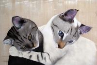 CLAIRE CATS chat-européen-couple-de-chats-chat-blanc-animal-familier Thierry Bisch artiste peintre animaux tableau art  nature biodiversité conservation 