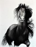 FRIESIAN-HORSE-02 animal-painting Thierry Bisch Contemporary painter animals painting art  nature biodiversity conservation