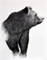 GRIZZLY-03 animal-painting Thierry Bisch Contemporary painter animals painting art  nature biodiversity conservation