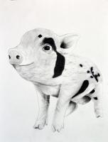 PIGGY-01 peinture-animalière Thierry Bisch artiste peintre animaux tableau art  nature biodiversité conservation 
