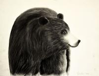 OURSE peinture-animalière Thierry Bisch artiste peintre animaux tableau art  nature biodiversité conservation 