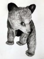 BEAR-CUB-2 ours-ourson-petit Thierry Bisch artiste peintre animaux tableau art  nature biodiversité conservation 