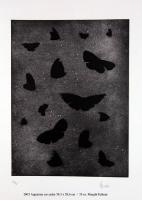 Vols-de-nuit Butterfly Thierry Bisch Contemporary painter animals painting art  nature biodiversity conservation