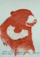 MALAYAN-SUN-BEAR peinture-animalière Thierry Bisch artiste peintre animaux tableau art  nature biodiversité conservation 