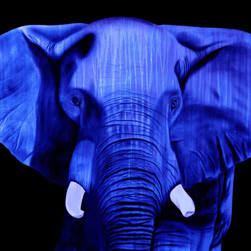 ELEPHANT BLEU Elephant Showroom - Inkjet on plexi, limited editions, numbered and signed. Wildlife painting Art and decoration. Click to select an image, organise your own set, order from the painter on line