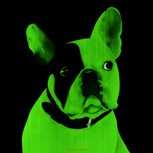 MR CUTE VERT french bulldog dog Showroom - Inkjet on plexi, limited editions, numbered and signed. Wildlife painting Art and decoration. Click to select an image, organise your own set, order from the painter on line