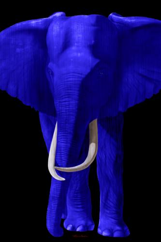 TIMBA ULTRAMARINE BLUE elephant Showroom - Inkjet on plexi, limited editions, numbered and signed. Wildlife painting Art and decoration. Click to select an image, organise your own set, order from the painter on line