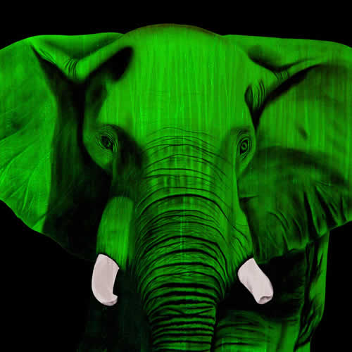 ELEPHANT CHLOROPHYLLE Elephant Showroom - Inkjet on plexi, limited editions, numbered and signed. Wildlife painting Art and decoration. Click to select an image, organise your own set, order from the painter on line