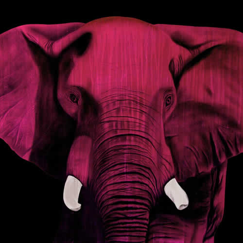 ELEPHANT FRAMBOISE Elephant Showroom - Inkjet on plexi, limited editions, numbered and signed. Wildlife painting Art and decoration. Click to select an image, organise your own set, order from the painter on line