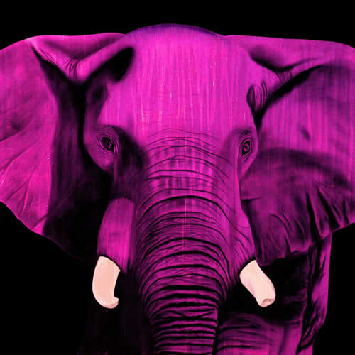 ELEPHANT FUSHIA Elephant Showroom - Inkjet on plexi, limited editions, numbered and signed. Wildlife painting Art and decoration. Click to select an image, organise your own set, order from the painter on line