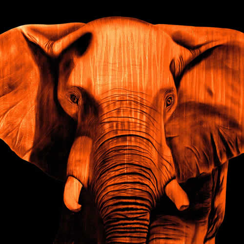 ELEPHANT ORANGE Elephant Showroom - Inkjet on plexi, limited editions, numbered and signed. Wildlife painting Art and decoration. Click to select an image, organise your own set, order from the painter on line