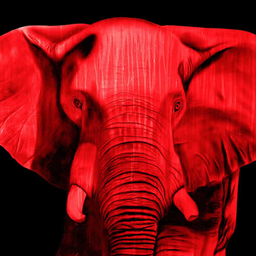 ELEPHANT ROUGE 2 Elephant Showroom - Inkjet on plexi, limited editions, numbered and signed. Wildlife painting Art and decoration. Click to select an image, organise your own set, order from the painter on line