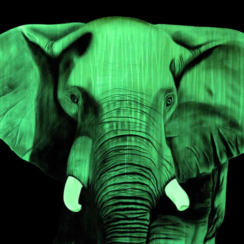 ELEPHANT VERT Elephant Showroom - Inkjet on plexi, limited editions, numbered and signed. Wildlife painting Art and decoration. Click to select an image, organise your own set, order from the painter on line