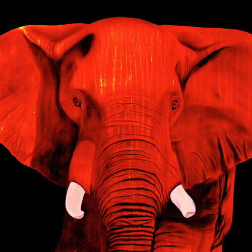 ELEPHANT FIRE élephant Showroom - Inkjet sur plexi, éditions limitées, numérotées et signées .Peinture animalière Art et décoration.Images multiples, commandez au peintre Thierry Bisch online