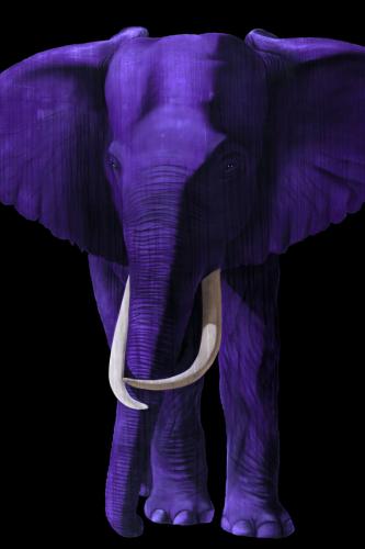 TIMBA PURPLE élephant elephant Showroom - Inkjet sur plexi, éditions limitées, numérotées et signées .Peinture animalière Art et décoration.Images multiples, commandez au peintre Thierry Bisch online