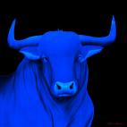BULL-1 ORIENTAL Electric blue Chat oriental Showroom - Inkjet sur plexi, éditions limitées, numérotées et signées .Peinture animalière Art et décoration.Images multiples, commandez au peintre Thierry Bisch online