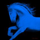 CHEVAL1-BLEU-ROI- CHEVAL1 ORANGE  Horse Showroom - Inkjet on plexi, limited editions, numbered and signed. Wildlife painting Art and decoration. Click to select an image, organise your own set, order from the painter on line