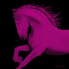 CHEVAL1-FUSHIA- CHEVAL1 ROUGE 1 Horse Showroom - Inkjet on plexi, limited editions, numbered and signed. Wildlife painting Art and decoration. Click to select an image, organise your own set, order from the painter on line