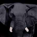 ELEPHANT-ANTHRACITE ELEPHANT JAUNE élephant Showroom - Inkjet sur plexi, éditions limitées, numérotées et signées .Peinture animalière Art et décoration.Images multiples, commandez au peintre Thierry Bisch online