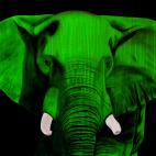 ELEPHANT-CHLOROPHYLLE ELEPHANT VERT élephant Showroom - Inkjet sur plexi, éditions limitées, numérotées et signées .Peinture animalière Art et décoration.Images multiples, commandez au peintre Thierry Bisch online