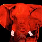 ELEPHANT-FIRE ELEPHANT BRONZE 2 élephant Showroom - Inkjet sur plexi, éditions limitées, numérotées et signées .Peinture animalière Art et décoration.Images multiples, commandez au peintre Thierry Bisch online