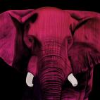 ELEPHANT-FRAMBOISE ELEPHANT NUIT D`ETE Elephant Showroom - Inkjet on plexi, limited editions, numbered and signed. Wildlife painting Art and decoration. Click to select an image, organise your own set, order from the painter on line