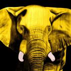 ELEPHANT-JAUNE ELEPHANT BRONZE élephant Showroom - Inkjet sur plexi, éditions limitées, numérotées et signées .Peinture animalière Art et décoration.Images multiples, commandez au peintre Thierry Bisch online