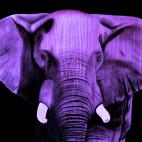 ELEPHANT-MAUVE ELEPHANT ROUGE 2 Elephant Showroom - Inkjet on plexi, limited editions, numbered and signed. Wildlife painting Art and decoration. Click to select an image, organise your own set, order from the painter on line