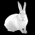 LAPIN-Silver LAPIN Lavande rabbit Showroom - Inkjet on plexi, limited editions, numbered and signed. Wildlife painting Art and decoration. Click to select an image, organise your own set, order from the painter on line
