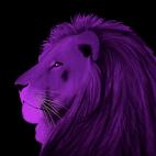 LION-VIOLET LION BLEU Lion Showroom - Inkjet sur plexi, éditions limitées, numérotées et signées .Peinture animalière Art et décoration.Images multiples, commandez au peintre Thierry Bisch online