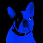 MR-CUTE-BLEU MR CUTE JAUNE ORANGE french bulldog dog Showroom - Inkjet on plexi, limited editions, numbered and signed. Wildlife painting Art and decoration. Click to select an image, organise your own set, order from the painter on line