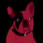 MR-CUTE-FRAMBOISE MR CUTE MARRON GLACE french bulldog dog Showroom - Inkjet on plexi, limited editions, numbered and signed. Wildlife painting Art and decoration. Click to select an image, organise your own set, order from the painter on line