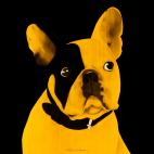 MR-CUTE-GOLD MR CUTE LAYETTE french bulldog dog Showroom - Inkjet on plexi, limited editions, numbered and signed. Wildlife painting Art and decoration. Click to select an image, organise your own set, order from the painter on line