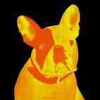MR_CUTE MR CUTE ROUGE french bulldog dog Showroom - Inkjet on plexi, limited editions, numbered and signed. Wildlife painting Art and decoration. Click to select an image, organise your own set, order from the painter on line