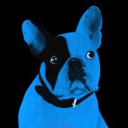 MR-CUTE-LAYETTE MR CUTE GOLD Bouledogue francais bulldog bulldogue chien Showroom - Inkjet sur plexi, éditions limitées, numérotées et signées .Peinture animalière Art et décoration.Images multiples, commandez au peintre Thierry Bisch online