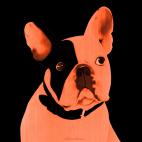 MR-CUTE-MANDARINE MR CUTE VERT french bulldog dog Showroom - Inkjet on plexi, limited editions, numbered and signed. Wildlife painting Art and decoration. Click to select an image, organise your own set, order from the painter on line