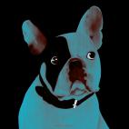 MR-CUTE-NUIT MR CUTE GOLD Bouledogue francais bulldog bulldogue chien Showroom - Inkjet sur plexi, éditions limitées, numérotées et signées .Peinture animalière Art et décoration.Images multiples, commandez au peintre Thierry Bisch online