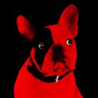 MR-CUTE-ROUGE MR CUTE MANDARINE french bulldog dog Showroom - Inkjet on plexi, limited editions, numbered and signed. Wildlife painting Art and decoration. Click to select an image, organise your own set, order from the painter on line