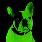 MR-CUTE-VERT MR CUTE ROUGE french bulldog dog Showroom - Inkjet on plexi, limited editions, numbered and signed. Wildlife painting Art and decoration. Click to select an image, organise your own set, order from the painter on line