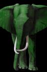TIMBA TIMBA CHLOROPHYLLE elephant Showroom - Inkjet on plexi, limited editions, numbered and signed. Wildlife painting Art and decoration. Click to select an image, organise your own set, order from the painter on line