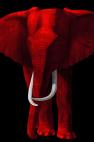 TIMBA-FIRE-RED TIMBA ULTRAMARINE BLUE élephant elephant Showroom - Inkjet sur plexi, éditions limitées, numérotées et signées .Peinture animalière Art et décoration.Images multiples, commandez au peintre Thierry Bisch online