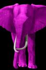 TIMBA-FUSHIA TIMBA ULTRAMARINE BLUE élephant elephant Showroom - Inkjet sur plexi, éditions limitées, numérotées et signées .Peinture animalière Art et décoration.Images multiples, commandez au peintre Thierry Bisch online